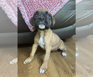 Boxer Puppy for sale in PRESTONSBURG, KY, USA