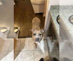 Small #13 American Pit Bull Terrier-Labrador Retriever Mix