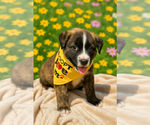 Small #1 Mutt