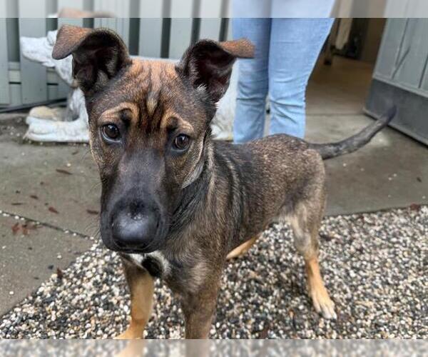 Medium Photo #1 German Shepherd Dog-Unknown Mix Puppy For Sale in Santa Rosa, CA, USA