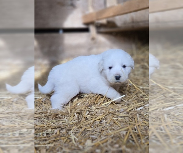 Medium Photo #8 Great Pyrenees Puppy For Sale in BANGOR, PA, USA