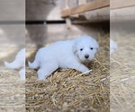 Small #7 Great Pyrenees