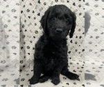 Puppy Stormfly Goldendoodle