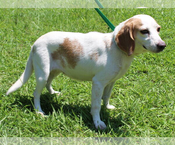 Medium Photo #3 Beagle-Unknown Mix Puppy For Sale in Prattville, AL, USA