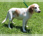 Small #2 Beagle Mix