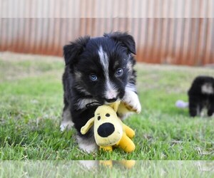 Australian Shepherd Puppy for sale in SAN TAN VALLEY, AZ, USA