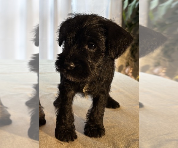 Medium Photo #15 Schnauzer (Miniature) Puppy For Sale in MURFREESBORO, TN, USA