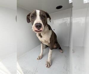 American Pit Bull Terrier-Unknown Mix Dogs for adoption in Houston, TX, USA