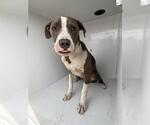 Small American Pit Bull Terrier Mix