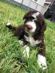 Spanish Water Dog Puppy for sale in ROCKFORD, IL, USA