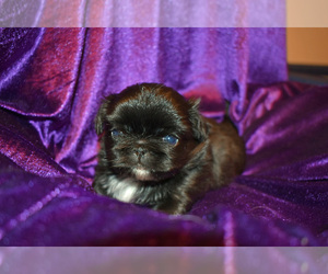 Pekingese Puppy for Sale in COLUMBIA, South Carolina USA