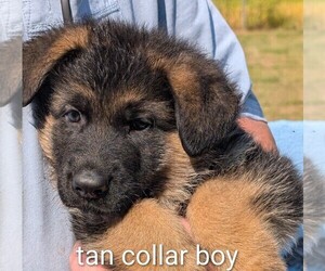 German Shepherd Dog Puppy for sale in BRADFORD, OH, USA