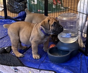 Boerboel Puppy for Sale in harrisburg, North Carolina USA