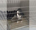 Small #2 Australian Shepherd