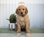 Puppy 10 Goldendoodle