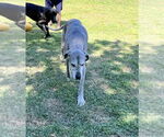 Small #6 Great Dane