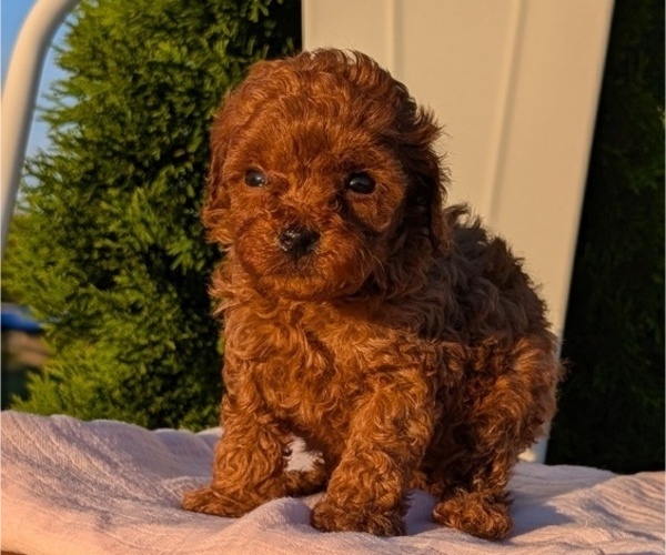 Medium Photo #17 Poodle (Miniature) Puppy For Sale in GOSHEN, IN, USA