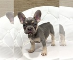 Puppy Amber French Bulldog