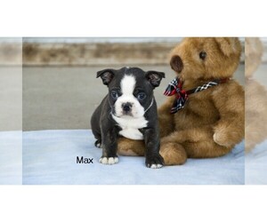 Boston Terrier Puppy for sale in CLARE, MI, USA