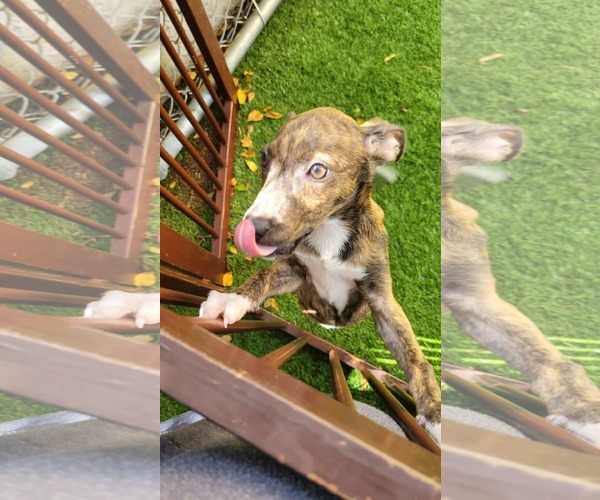 Medium Photo #1 Mutt Puppy For Sale in Pompano Beach , FL, USA