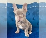 Small #1 French Bulldog