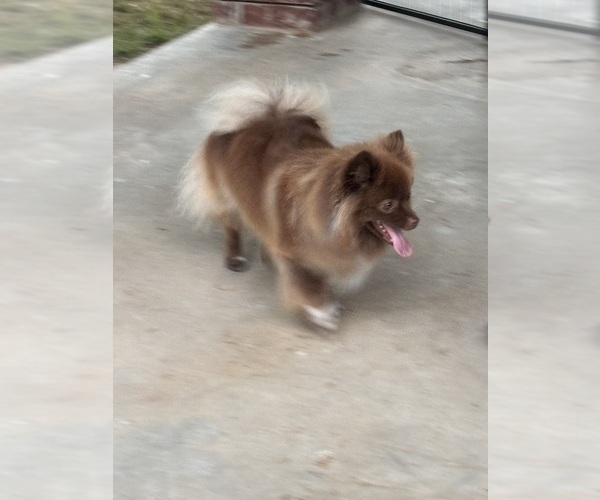 Medium Photo #6 Pomeranian Puppy For Sale in ADA, OK, USA