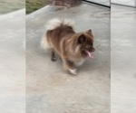 Small Photo #6 Pomeranian Puppy For Sale in ADA, OK, USA