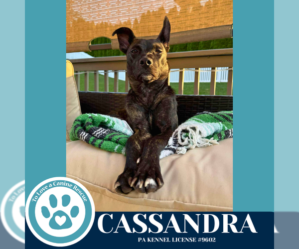 Medium Photo #3 Mutt Puppy For Sale in Kimberton, PA, USA