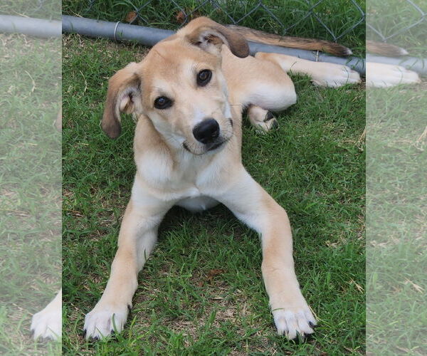 Medium Photo #3 Pyrenees Catahoula Puppy For Sale in Clinton, OK, USA