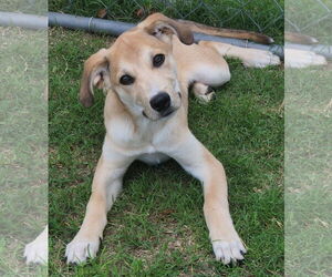 Bobby - Male Pyrenees Catahoula Dog for Adoption - Photo #3