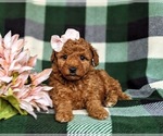 Small #5 Poodle (Toy)