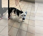 Small #2 American Pit Bull Terrier Mix