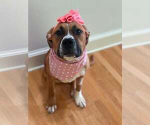 Saint Bernard-Unknown Mix Dogs for adoption in Clarkston, MI, USA