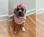 Small Saint Bernard Mix