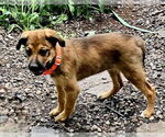 Small #2 Mutt