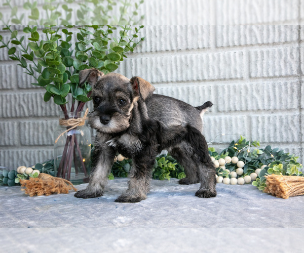 Medium Photo #3 Schnauzer (Miniature) Puppy For Sale in BALTIC, OH, USA