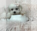 Small #12 Maltese