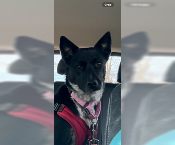 Medium Photo #3 Mutt Puppy For Sale in Crete, IL, USA