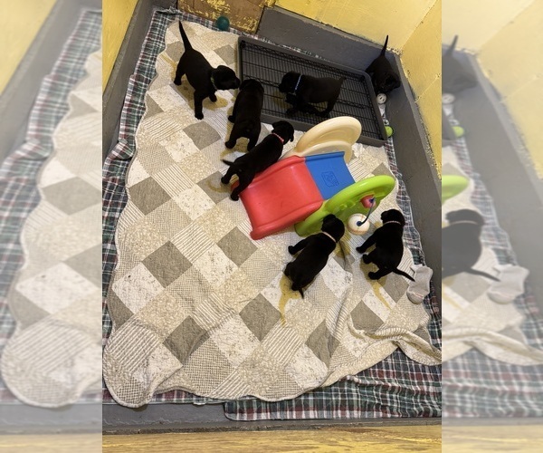 Medium Photo #4 Labrador Retriever Puppy For Sale in LISBON, CT, USA