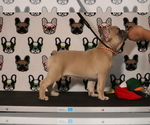 Small Photo #64 French Bulldog Puppy For Sale in TACOMA, WA, USA