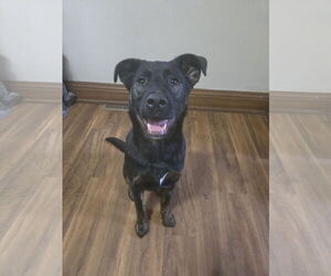Mountain Cur-Unknown Mix Dogs for adoption in Farmington, MN, USA