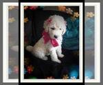 Small Photo #110 Sheepadoodle Puppy For Sale in RIALTO, CA, USA