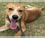 Small Labrador Retriever Mix