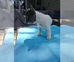 Small #4 French Bulldog