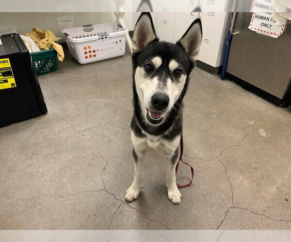 Medium Photo #1 Siberian Husky Puppy For Sale in Berkeley , CA, USA