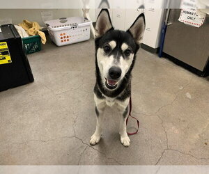 Siberian Husky Dogs for adoption in Berkeley , CA, USA