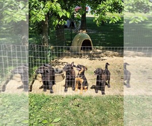 German Shepherd Dog-Unknown Mix Puppy for sale in LAWRENCEBURG, KY, USA