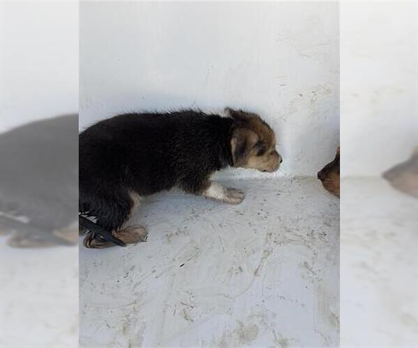 Medium Photo #1 Beagle Puppy For Sale in Houston, TX, USA
