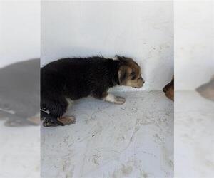 Beagle Dogs for adoption in Houston, TX, USA