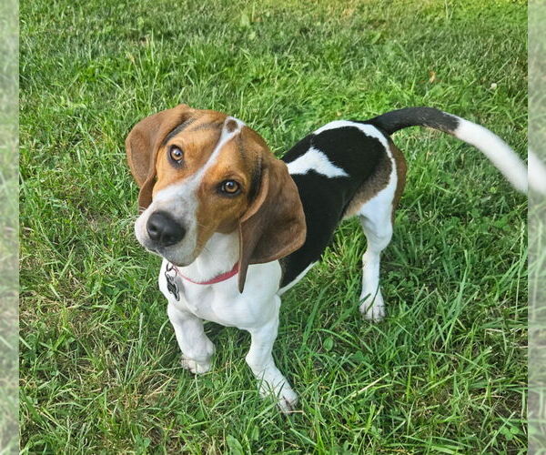 Medium Photo #2 Bagle Hound Puppy For Sale in Brookville, OH, USA